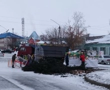 Городская ёлка в Камне-на-Оби рухнула на пешеходную зону