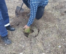 Благодаря поддержке лесного хозяйства, на территории города высажены саженцы сосен