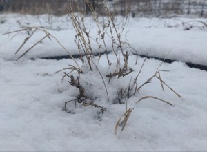 Вчера в городе Камень-на-Оби было летнее тепло, +16 градусов и ясная погода дарили жителям города хорошее настроение.