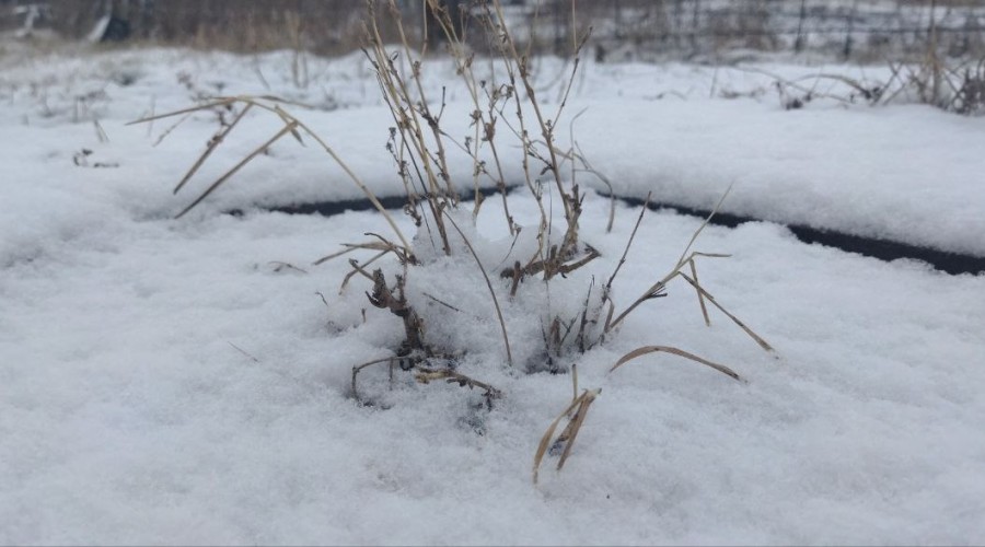 Вчера в городе Камень-на-Оби было летнее тепло, +16 градусов и ясная погода дарили жителям города хорошее настроение.