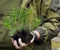 Обновление городского парка: более ста новых саженцев сосен высажены благодаря меценатам