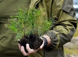 Обновление городского парка: более ста новых саженцев сосен высажены благодаря меценатам