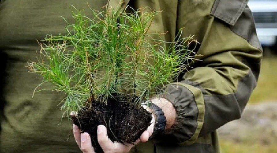 Обновление городского парка: более ста новых саженцев сосен высажены благодаря меценатам