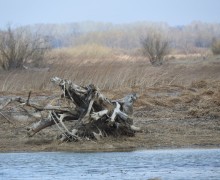 Фотографии майской природы: прогулка вдоль канала и реки