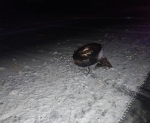 Сотрудники Каменской Госавтоинспекции проводят проверку по факту ДТП с участием малолетнего пассажира